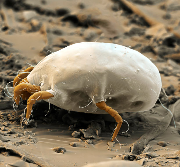 house-Dust-Mite_1689995i